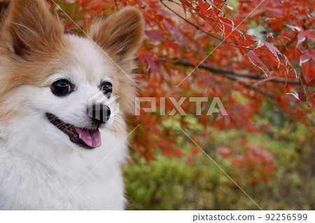 紅秋葉和狗 92256599