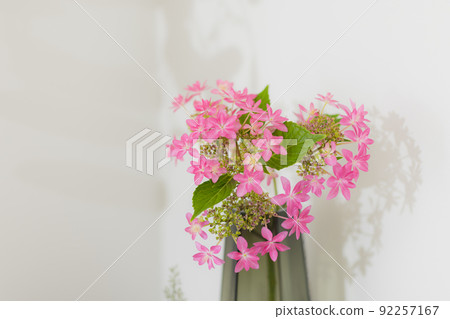 Hydrangea pink vase 92257167