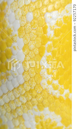 Burmese Python Burmese Python 92257170