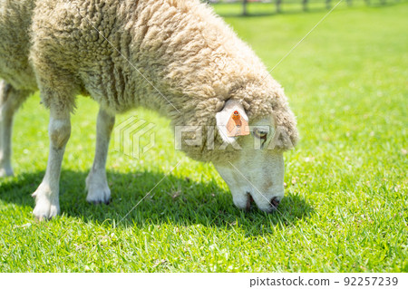 A state of a sheep grazing on a ranch A state of a sheep grazing on a ranch 92257239