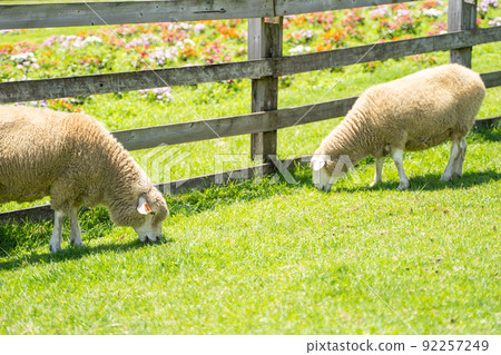 A state of a sheep grazing on a ranch 92257249