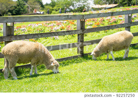 A state of a sheep grazing on a ranch A state of a sheep grazing on a ranch 92257250