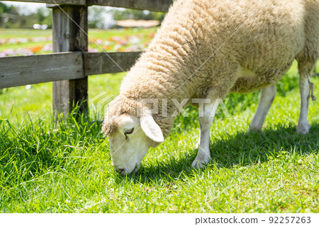 A state of a sheep grazing on a ranch 92257263