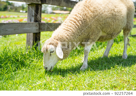 羊在牧場吃草的狀態 92257264