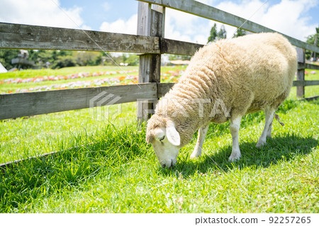 A state of a sheep grazing on a ranch A state of a sheep grazing on a ranch 92257265