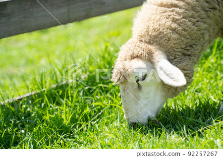 羊在牧場吃草的狀態 92257267