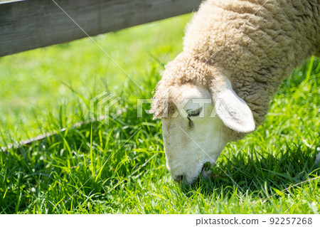 羊在牧場吃草的狀態 92257268
