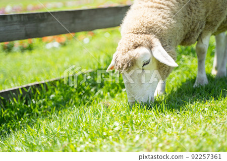 A state of a sheep grazing on a ranch A state of a sheep grazing on a ranch 92257361