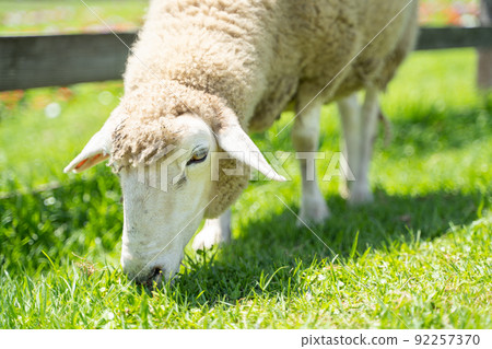 羊在牧場吃草的狀態 羊在牧場吃草的狀態 92257370