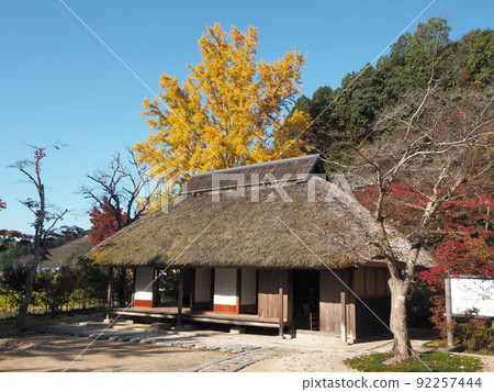 用“Ito Koseiie”變黃的銀杏 用“Ito Koseiie”變黃的銀杏 92257444