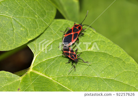 Copulation of Jujinagakamemushi 92257626