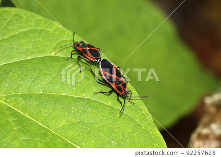 Copulation of Jujinagakamemushi 92257628