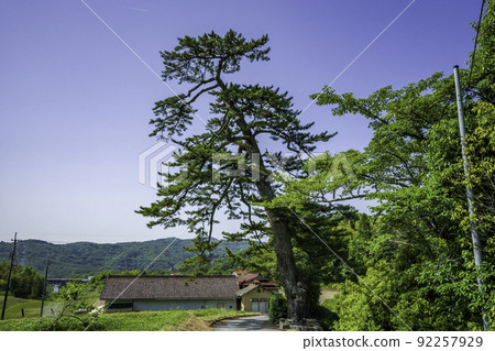 Omuraji black pine, Kibichuo Town, Okayama Prefecture 92257929