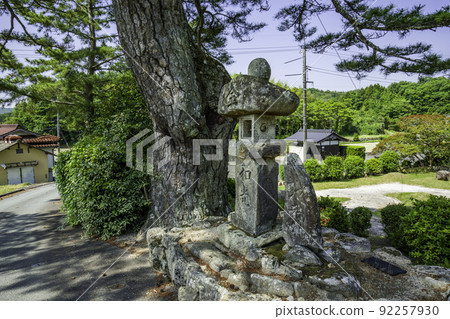 Omuraji black pine, Kibichuo Town, Okayama Prefecture Omuraji black pine, Kibichuo Town, Okayama Prefecture 92257930