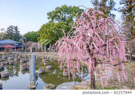 Dazaifu Tenmangu Shrine and I plum pond 92257944