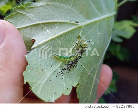 我試圖打開 Hamakimushi 的巢（Watanomiga） 92257995