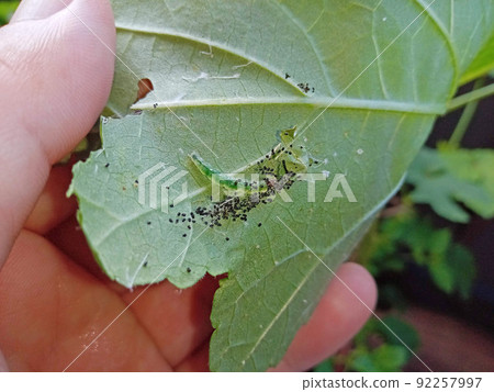 Hamakimushi的巢穴裡全是糞便 Hamakimushi的巢穴裡全是糞便 92257997