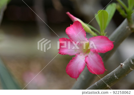 Adenium obesum desert rose 92258062