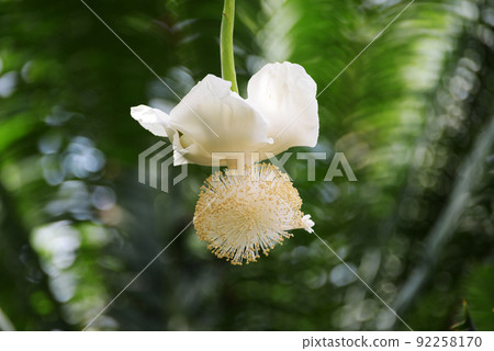 African baobab flowers African baobab flowers 92258170