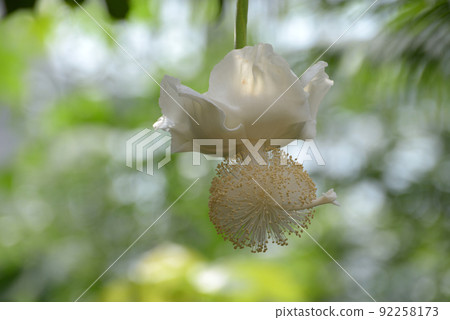 African baobab flowers African baobab flowers 92258173