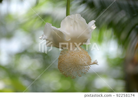 African baobab flowers African baobab flowers 92258174