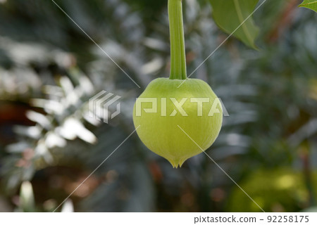 African baobab flower buds African baobab flower buds 92258175