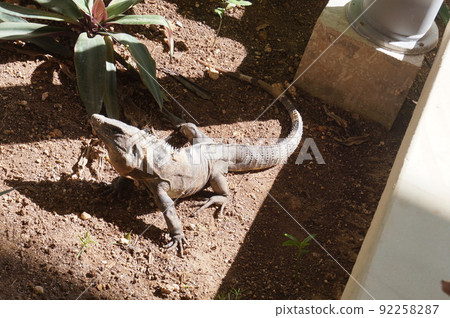 Iguana in Cancun, Mexico 92258287