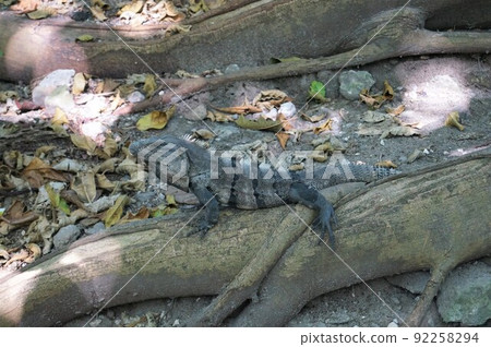 鬣蜥繼續生活在墨西哥坎昆的瑪雅文明博物館 鬣蜥繼續生活在墨西哥坎昆的瑪雅文明博物館 92258294