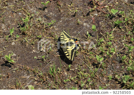 Papilio machaon that absorbs water 92258503