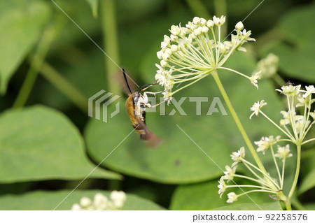 Skibahojak Skibahojak 92258576