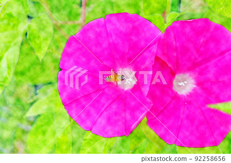 《牽牛花與蜜蜂》水彩畫風的開花夏天形象 92258656
