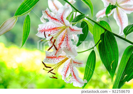 Red muscle rose lily Red muscle rose lily 92258670