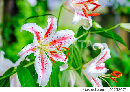 Golden-rayed lily Miwa Golden-rayed lily Miwa 92258671