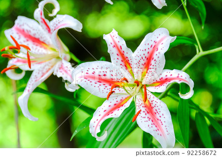 Golden-rayed lily motorcycle Golden-rayed lily motorcycle 92258672