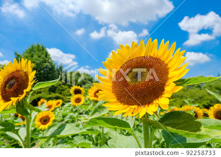 Blue sky, white clouds and sunflower fields, Nara Prefecture Umami Hill Park Blue sky, white clouds and sunflower fields, Nara Prefecture Umami Hill Park 92258733