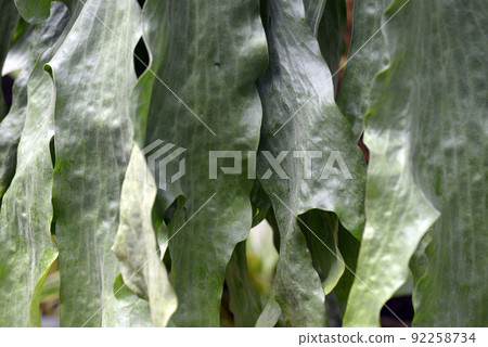 Platycerium Wandae leaf pattern Platycerium Wandae leaf pattern 92258734
