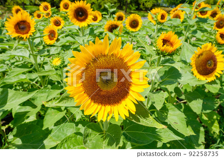 Blue sky, white clouds and sunflower fields, Nara Prefecture Umami Hill Park Blue sky, white clouds and sunflower fields, Nara Prefecture Umami Hill Park 92258735