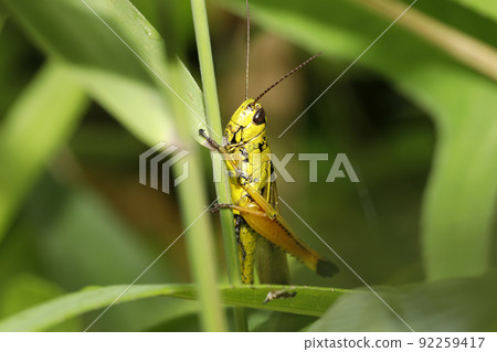 Porcupine grasshopper 92259417