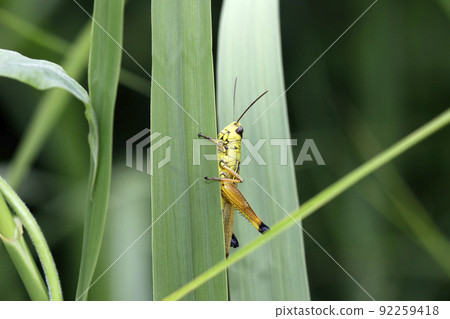 Porcupine grasshopper 92259418