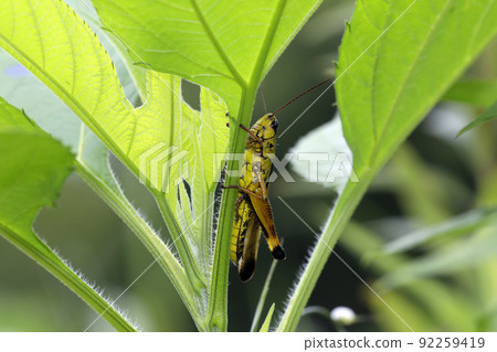 Porcupine grasshopper 92259419