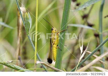 Porcupine grasshopper 92259421