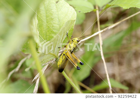 Porcupine grasshopper 92259422