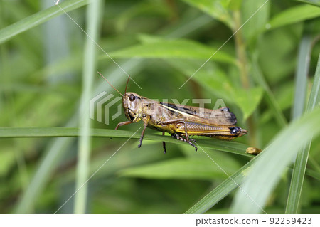 Porcupine grasshopper 92259423