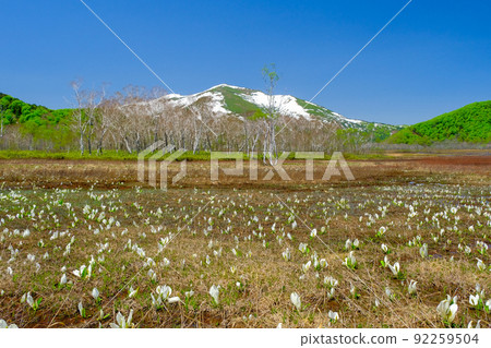 The skunk cabbage community and Mt. Shibutsu The skunk cabbage community and Mt. Shibutsu 92259504