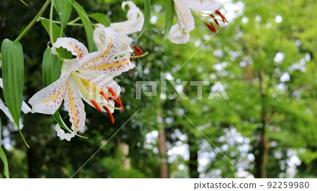 散發著迷人香氣的金色百合花，為夏日的森林景色增添色彩 92259980