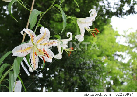 散發著迷人香氣的金色百合花，為夏日的森林景色增添色彩 92259984