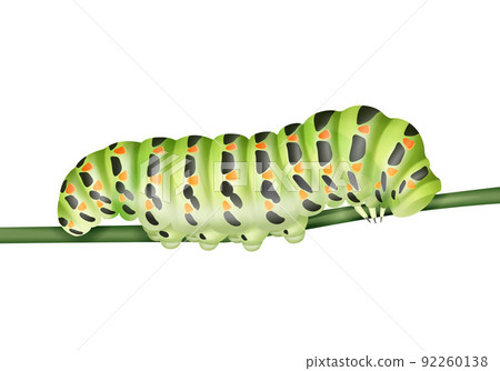 Green Machaon caterpillar 92260138