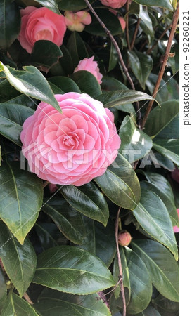 Good luck and beautifully blooming camellia Good luck and beautifully blooming camellia 92260221