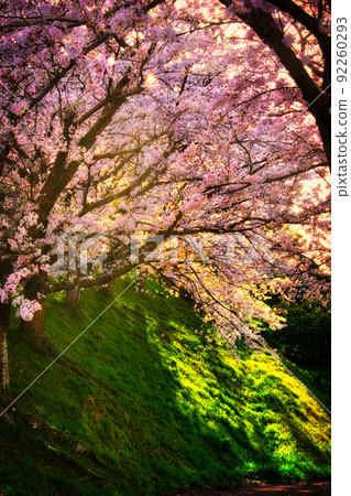 Cherry Blossoms   92260293