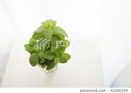 Spearmint on the windowsill Spearmint on the windowsill 92260294